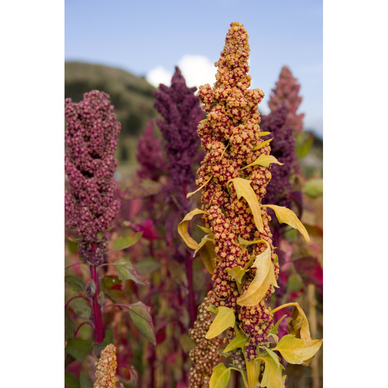 Andean Cereal by Sayarikuna - No Frame Print on Canvas, 122cm H x 81cm W