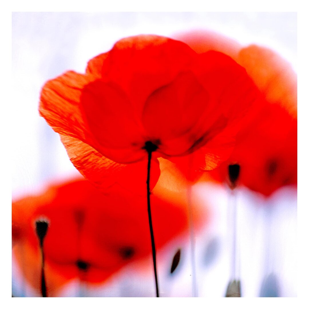 Matt Fototapete Magic Poppies 2,4 m x 240 cm