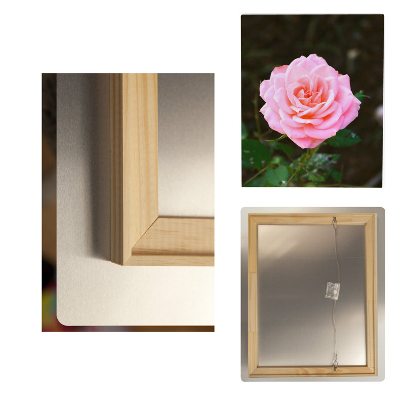Rose rose en fleurs — Portrait en métal, H 10 po x l 8 po