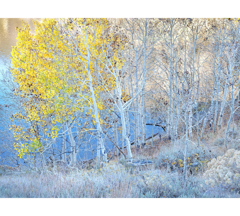 Autumn Aspen Grove Along Lakeshore Print by Bruce Heinemann, Wrapped Canvas, No Mat, 30" H x 40" W