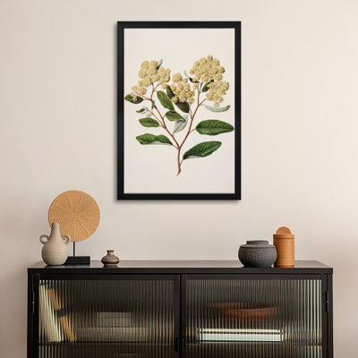 Kumarahou - Wall Art Print - Gallery Poster