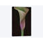 Calla Lily I, reproduction sur toile-72119272-72119266-32497714
