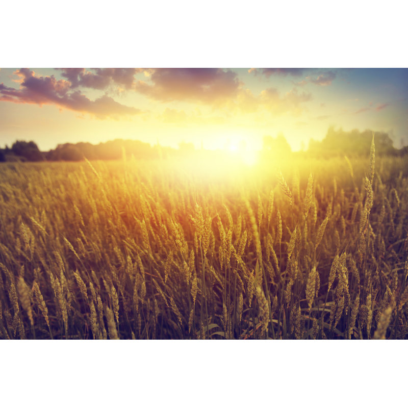 Wheat Field At Sunset par - Photographie de toile tendue, H 32 po x l 48 po
