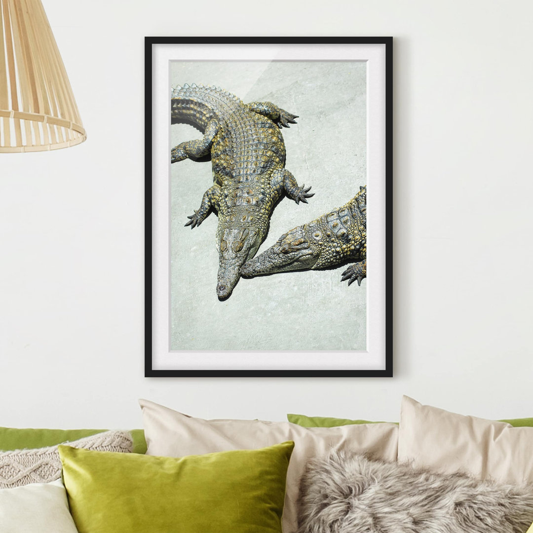 Gerahmtes Poster Crocodile Romance