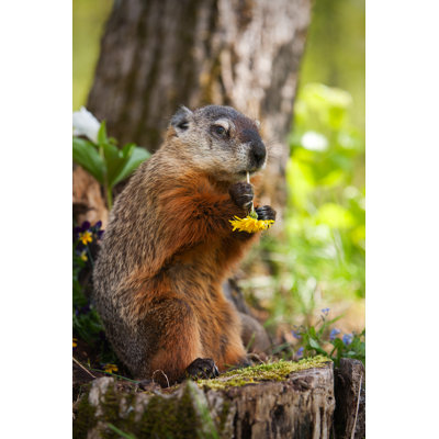 Marmotte mangeant un pissenlit par Jimkruger