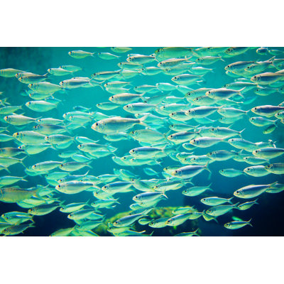 School of Mackerels Swimming Underwater in Sea by Yinyang