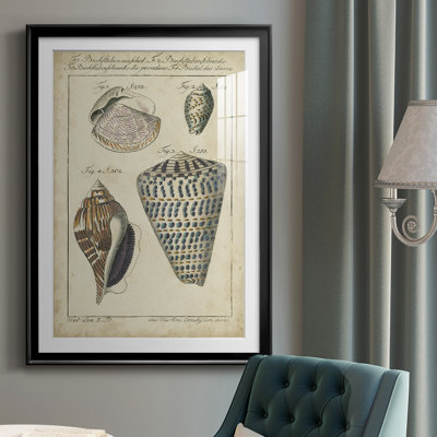 " Vintage Shell Study II "