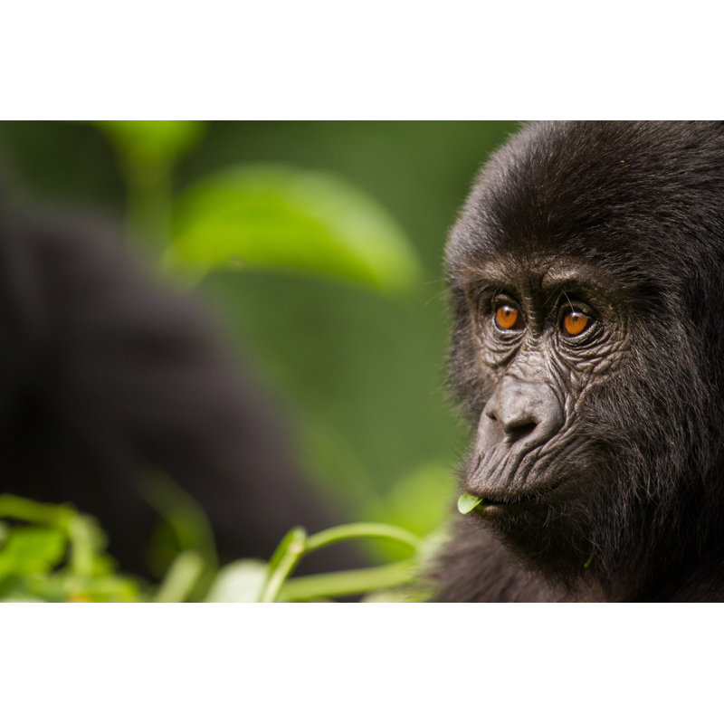 Close-up Of A Young Mountain Gorilla by ChristofferVorm - Wrapped Canvas Print, 30cm H x 46cm W x 3.8cm D