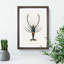 Crimson Crawfish Illustration by Charles D Orbigny - Framed Print-55490533-55490536