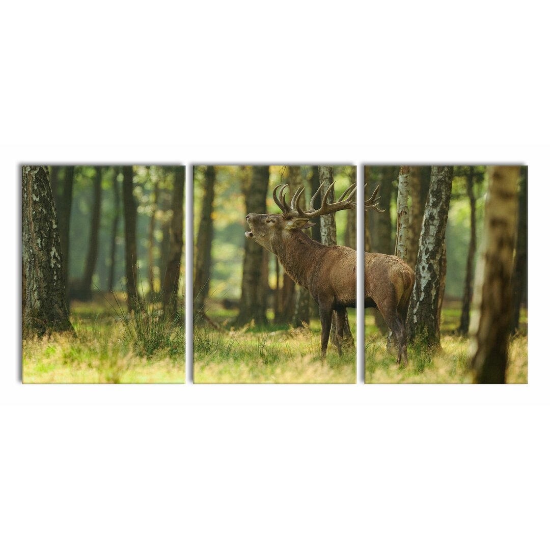 3-tlg. Leinwandbilder-Set Stag in the Forest