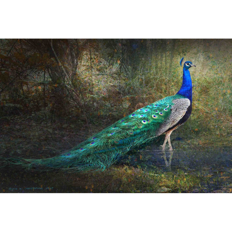 « jungle stream peacock », reproduction d’art sur toile tendue, H 24 po x l 36 po x P 1,5 po
