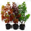 Anlin 80cm Faux Ficus Tree in Pot-1537028260