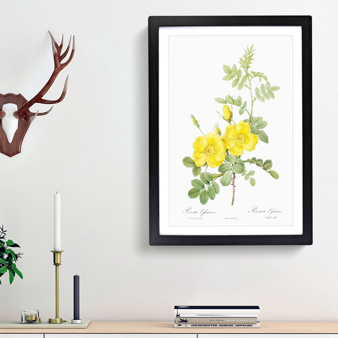 Sweetbriar Roses in Yellow by Pierre-Joseph Redoute - Framed Print