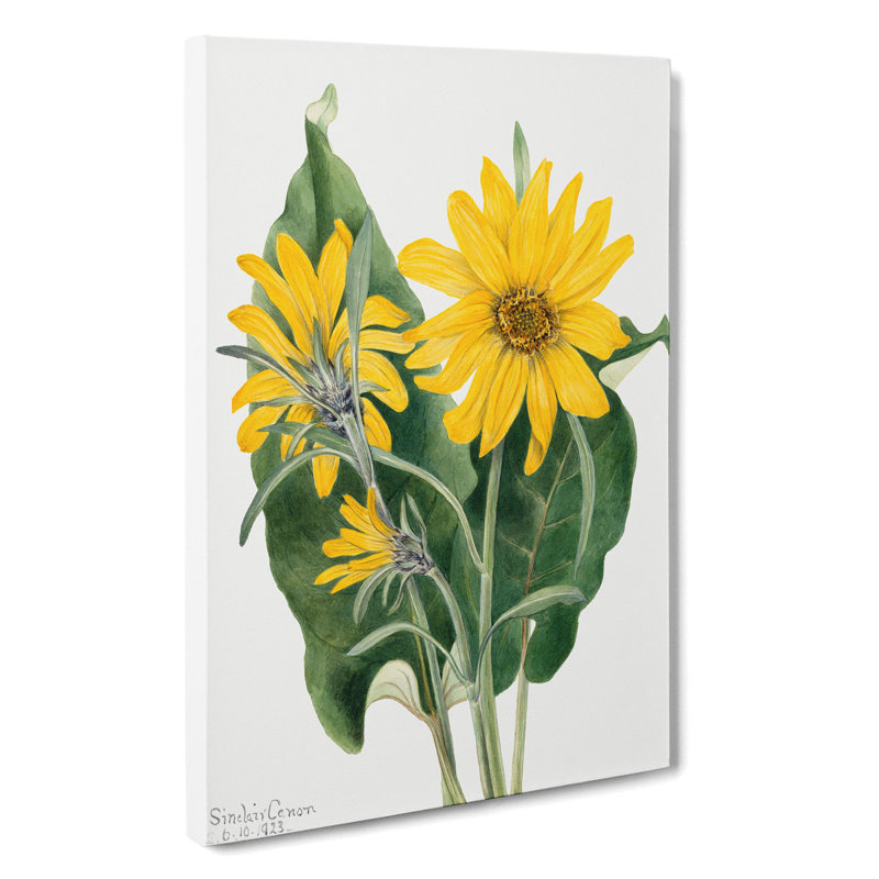 Balsamroot by Mary Vaux Walcott - Wrapped Canvas Painting, 50cm H x 35cm W x 3cm D