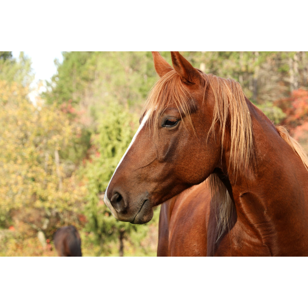 Leinwandbild Horse Stands on Green Field in Autumn