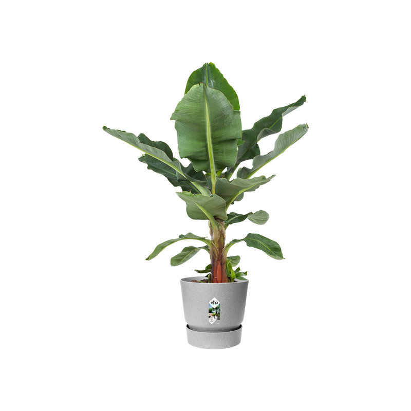 Greenville Planter, 27.8 cm H x 29.5cm W x 29.5cm D, Living Concrete