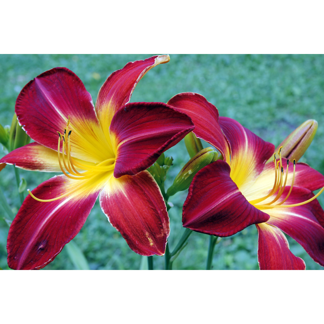 Day Lily von BambiG - Drucken