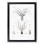 Octopus Illustration by A.A. Gould - Picture Frame Painting Print-55723664-55723667