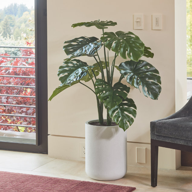 TREE MONSTERA POT 4FT