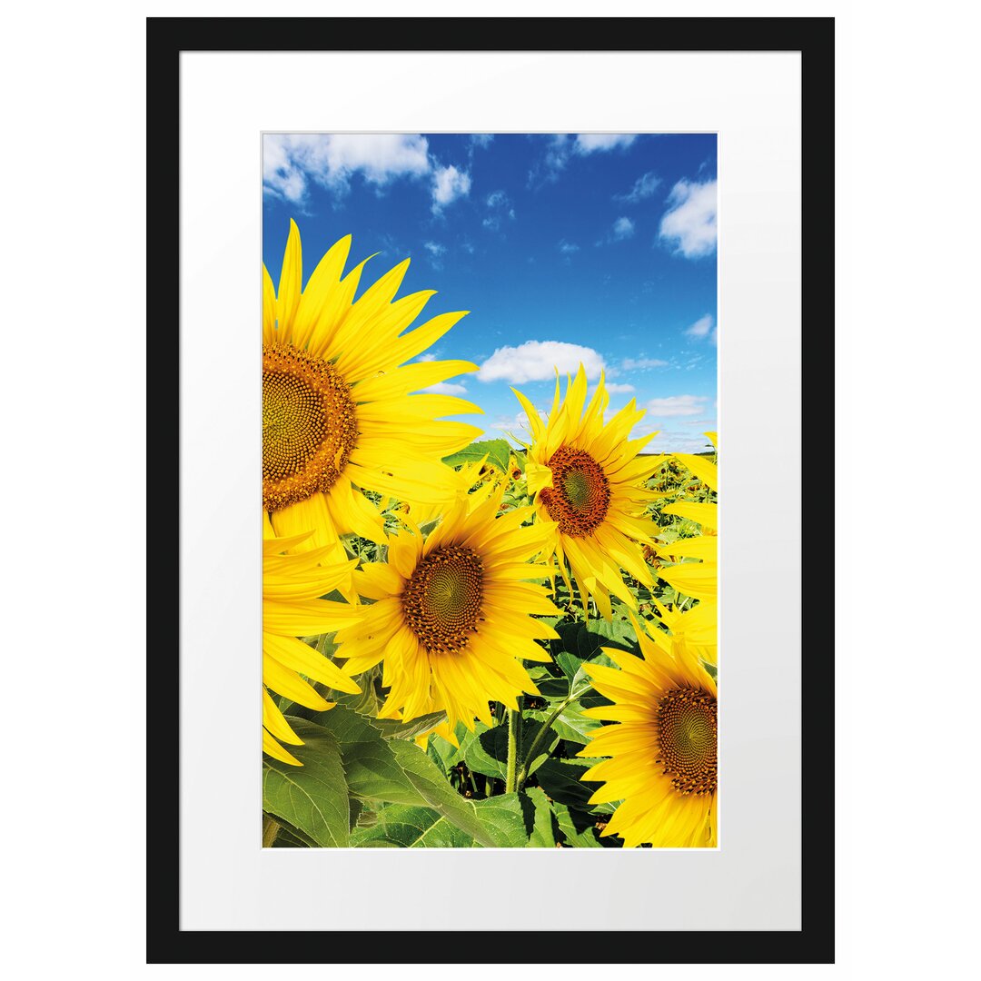 Gerahmtes Poster Sonnenblumenwiese unter Himmel