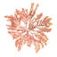 Pacific Sea Mosses IV - blanc-1430754942-1399690792-1399690795