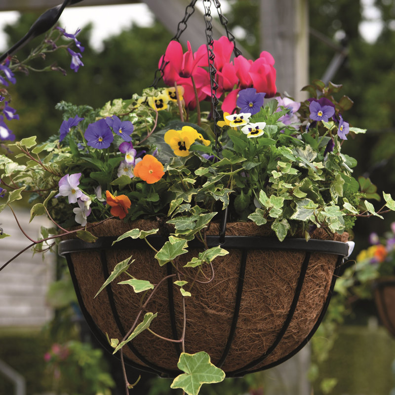 Aelyn Hanging Basket
