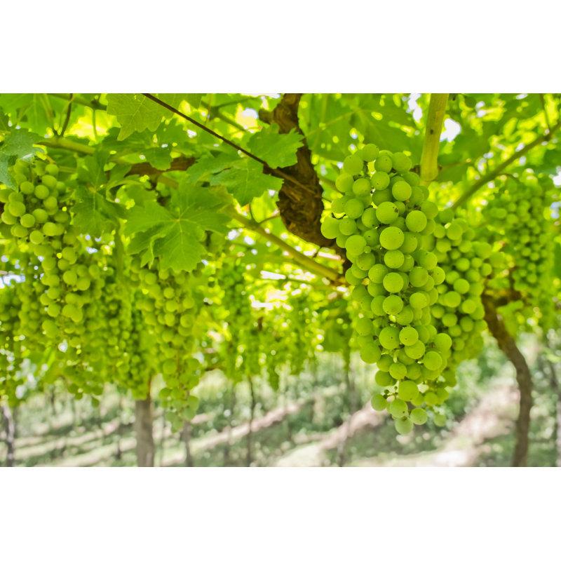 Raisins blancs sur la vigne - Photographie sur toile tendue, H 8 po x l 12 po