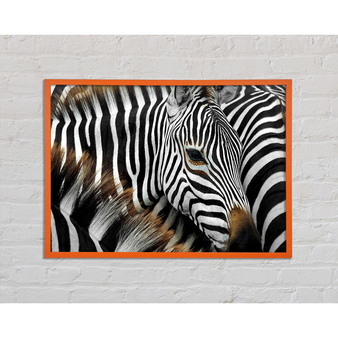 Annesophie Zebra Huddle - Druck