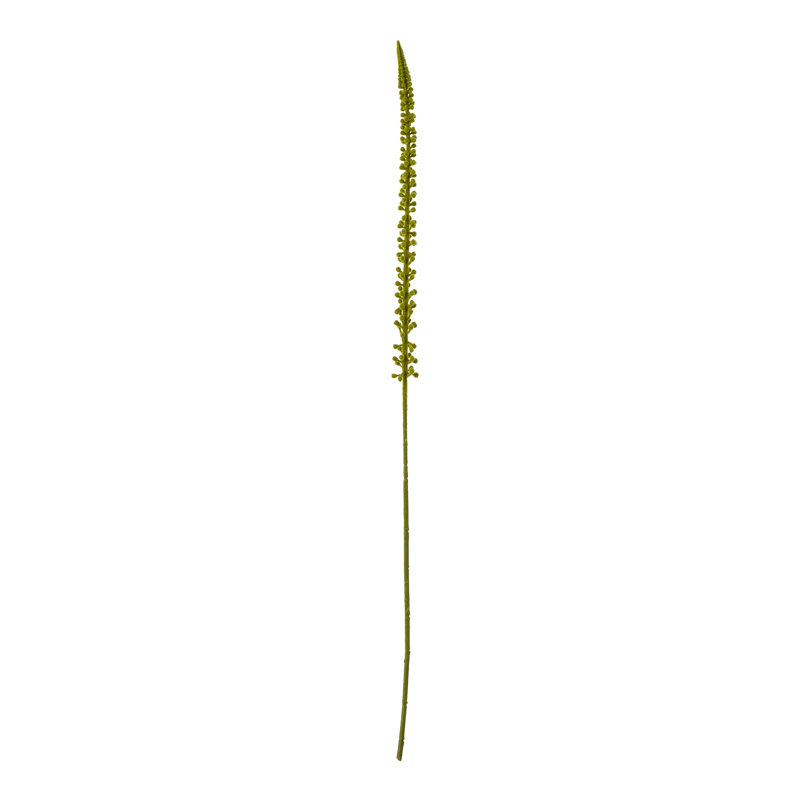 Eremurus Stem, Green