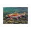 «Under the Water», reproduction d'art encadrée-52359704-52359698