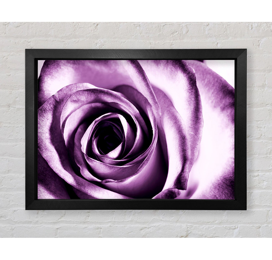 Purple Rose Delight - Einzelne Bilderrahmen Kunstdrucke