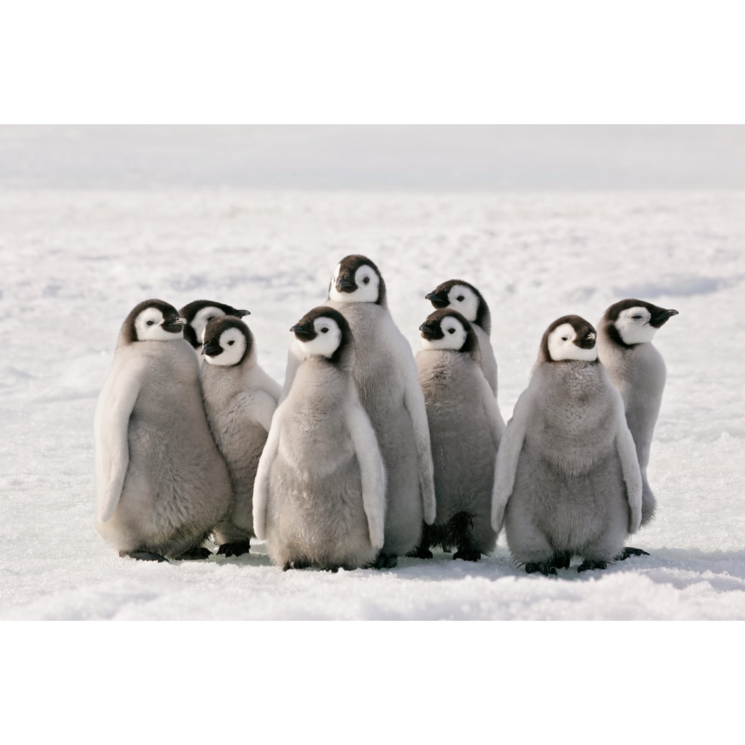 Pinguin Party