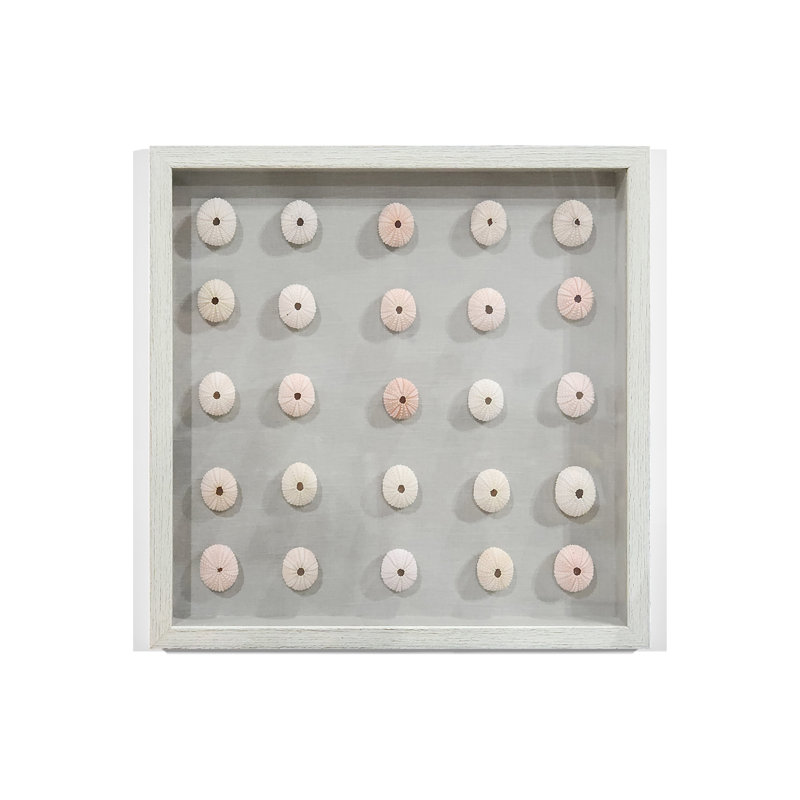 Pink Sea Urchin Framed Memorabilia