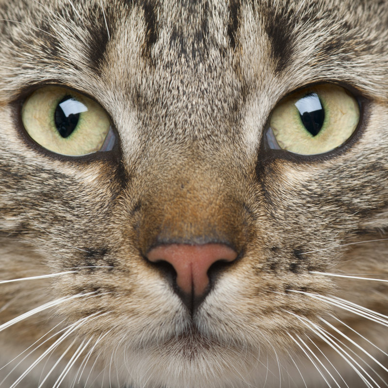 Close-up Of European Shorthair Cat, 9 Months Old by GlobalP - Wrapped Canvas Print, 51cm H x 51cm W x 3.8cm D