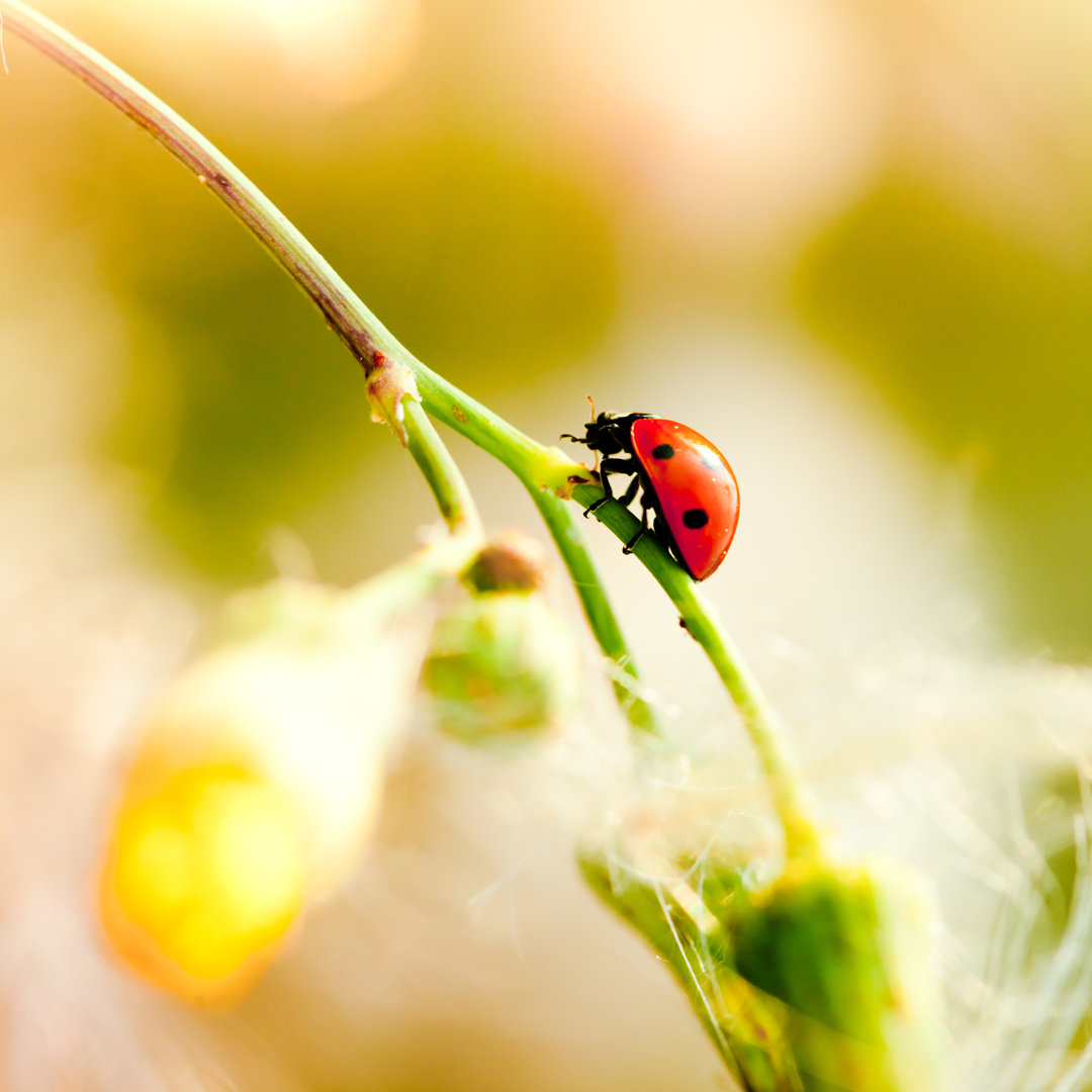 Marienkäfer sitzt auf einer Wildblume von Pawel Gaul - Druck