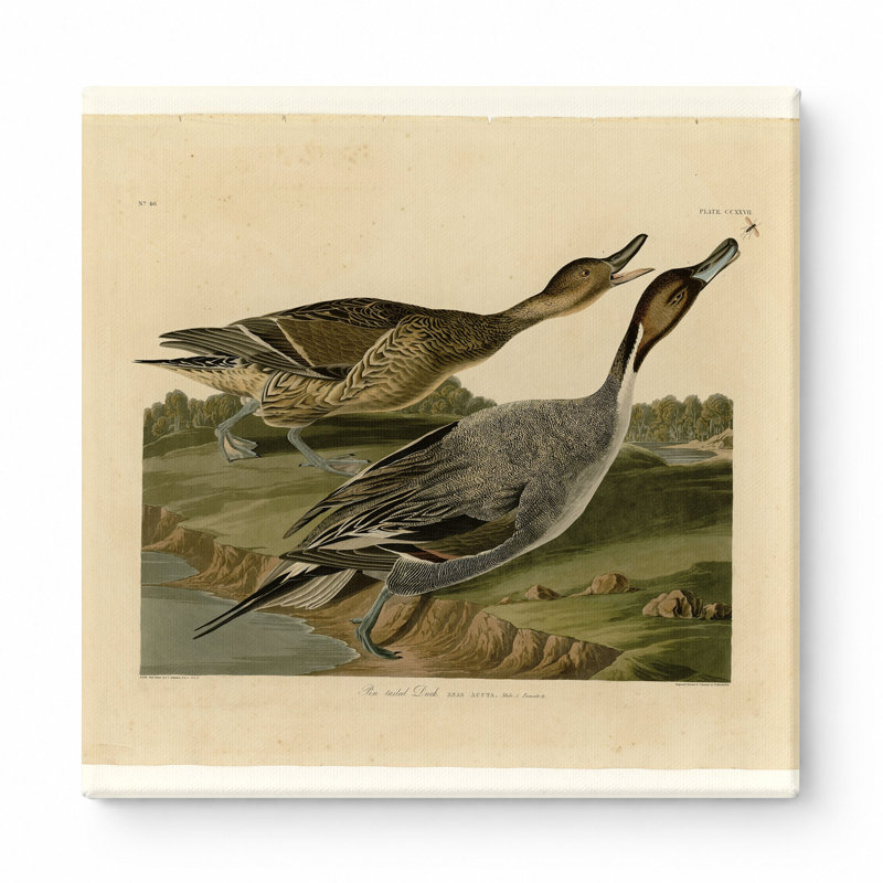 Canard à queue d'épingle (plaque CCCCXVII), L 12 po x H 12 po