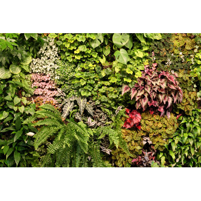 Plants - Wrapped Canvas Print
