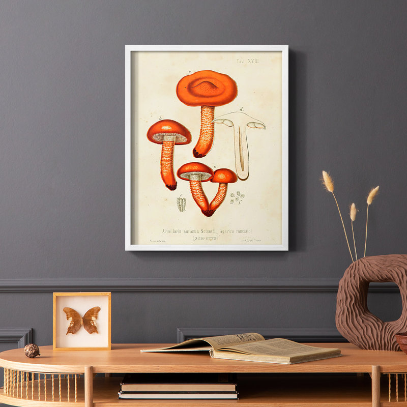 Champignon Variétés IV, reproduction encadrée - bois massif, Blanc, H 20 po x l 16 po