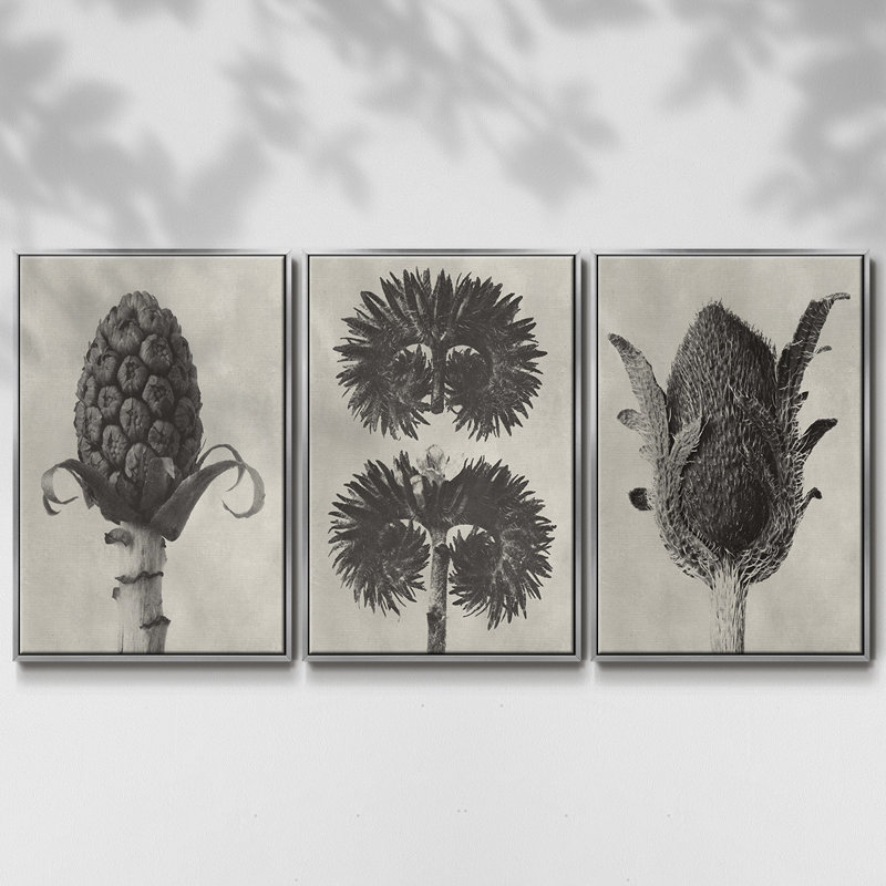 Blossfeldt Botanical IV 3 pièces, H 36 po x l 72 po, Argent