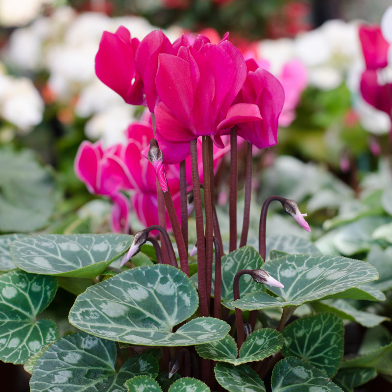 Cyclamen Hederifolium by Joloei - Wrapped Canvas Print, 30cm H x 30cm W