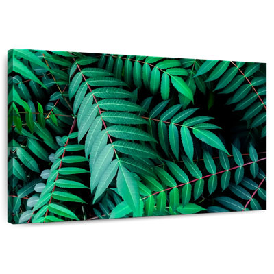 Harnek Fern Shrubs