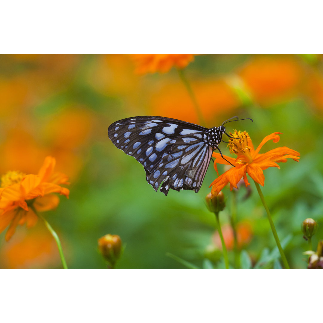 Leinwandbild Butterfly