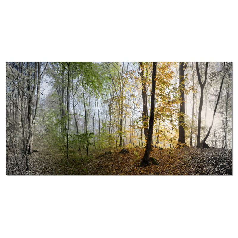 « matinée forest panoramique view », reproduction de photo sur toile tendue, H 16 po x l 32 po x P 1 po