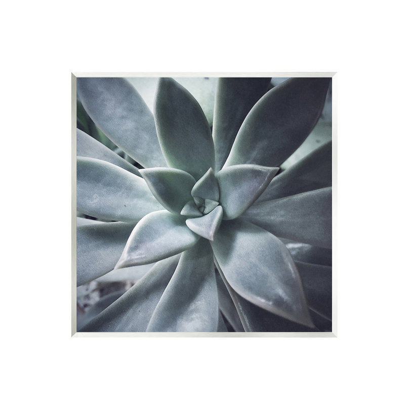 Photographie de plante grasse Au-660-Giclee par Jessica Manelis, Mdf, L 12 po x H 12 po x P 0,5 po