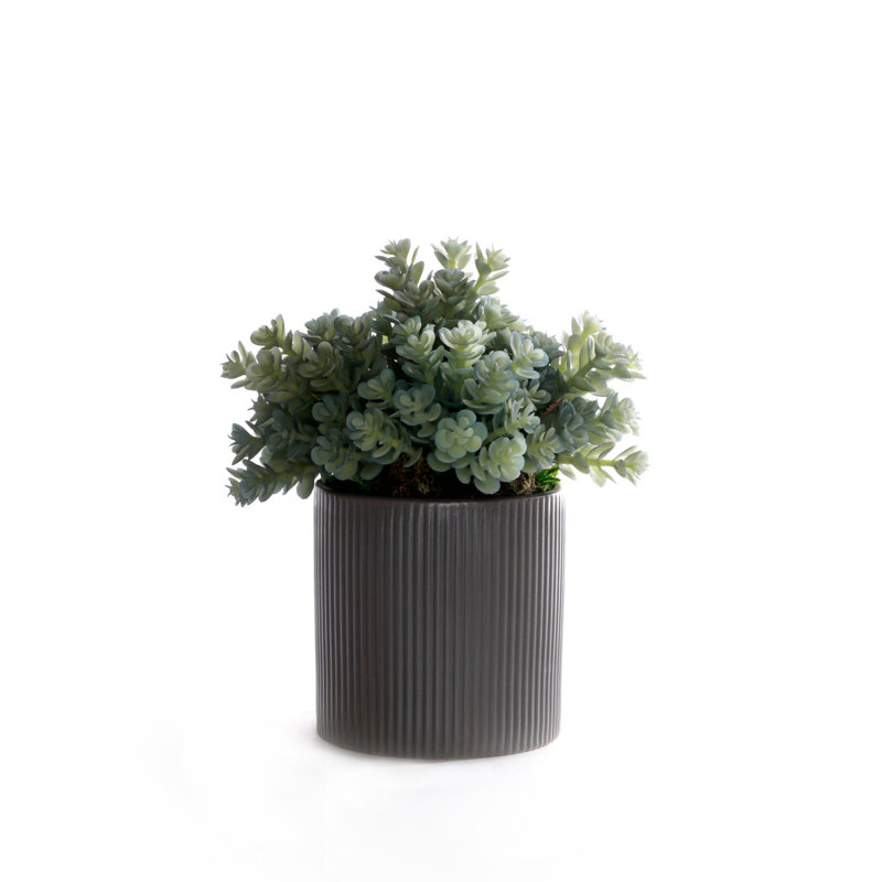 Faux Succulent Plant in Ceramic Planter