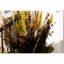 Artificial Money Leaf Spray-2096993999