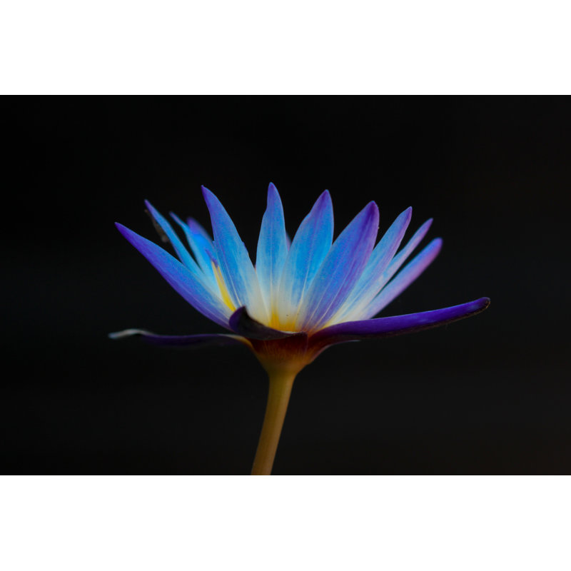 Smokrovic - Wrapped Canvas Art Prints, 30cm H x 46cm W x 3.8cm D