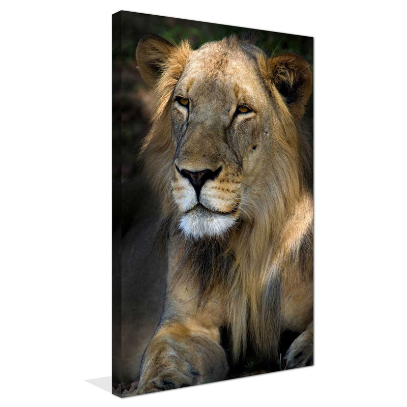 «Cape Lion», reproduction de photo, H 30 po x l 18 po x P 1 po, Toile tendue