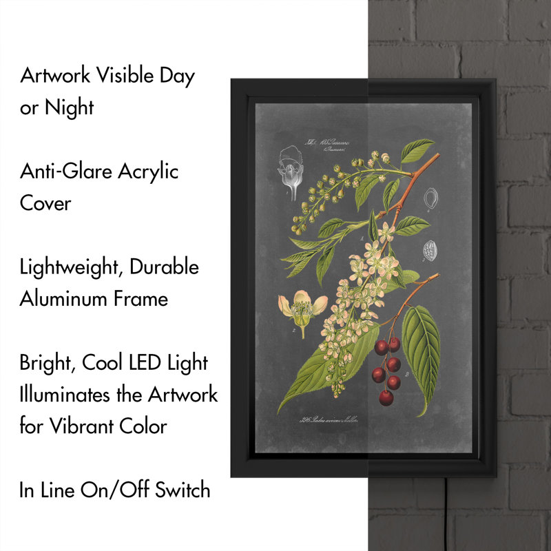 « Midnight Botanical II » par vision studio-impression d’art graphique encadrée
