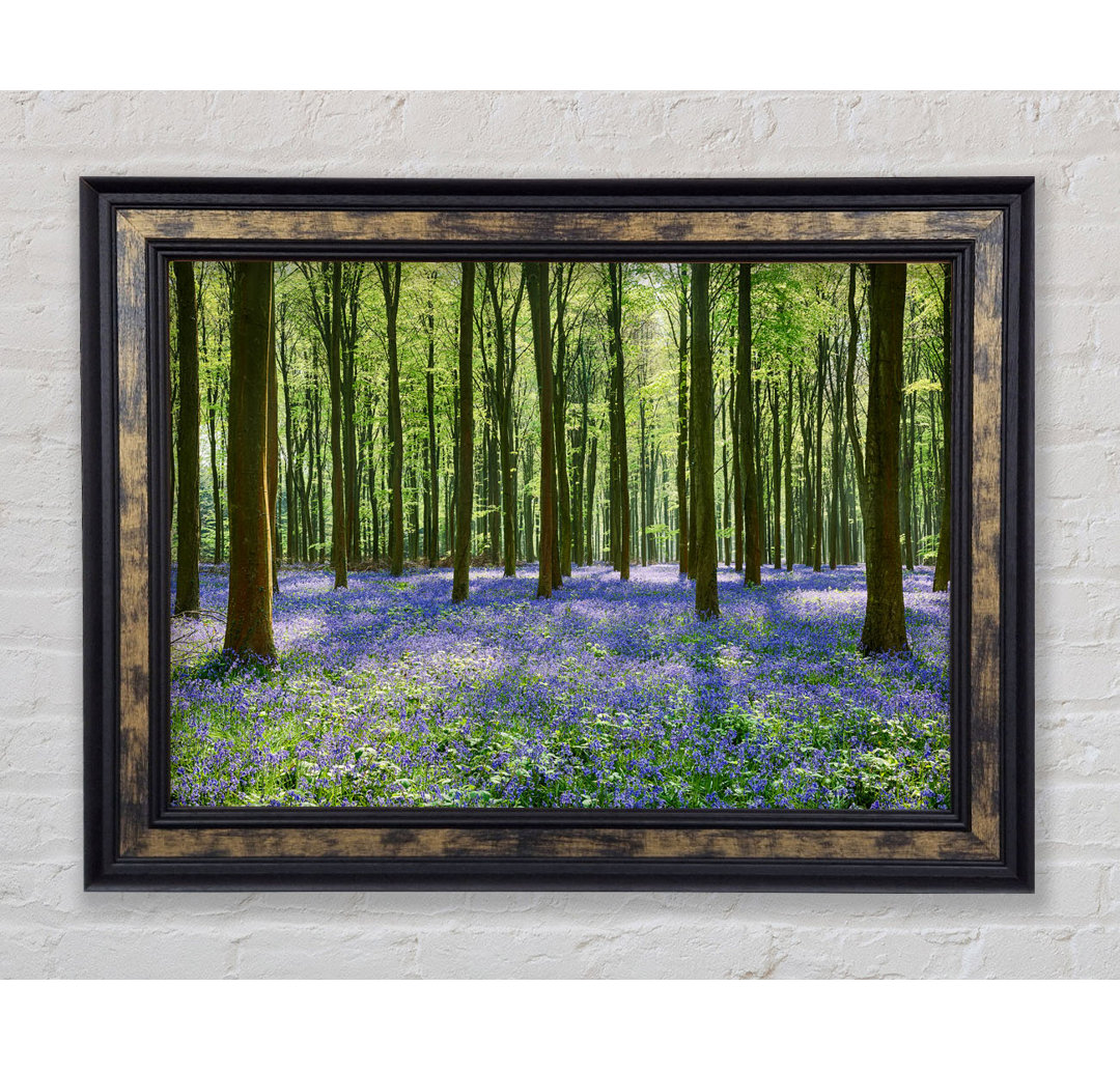 Mystical Bluebell Woodland - Druck